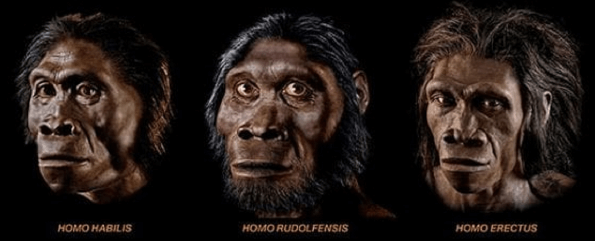 hominidos vegetalesv