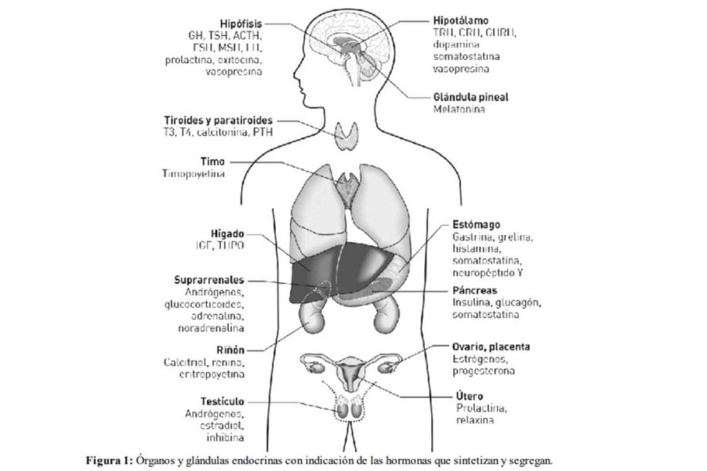 Diapositiva1-min Como afecta el bisfenol al sistema endocrino